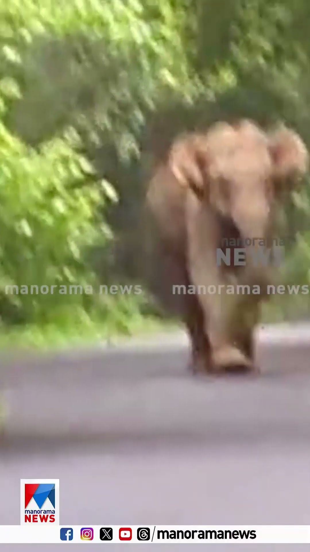 മലക്കപ്പാറയില്‍ ആനയുടെ ആക്രമണത്തില്‍നിന്ന് കാര്‍ യാത്രികര്‍ അദ്ഭുതകരമായി രക്ഷപെട്ടു