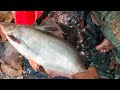 Salu Fish Cutting is live!