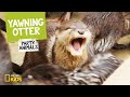 Understanding the Baby Otter Song