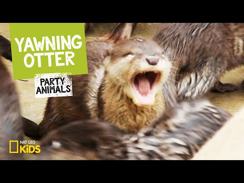 yawning-otter-feat.-parry-gripp-(music-video)-|-party-animals