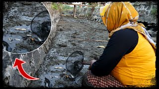 Download lagu Panen Ikan Di Sungai Kering