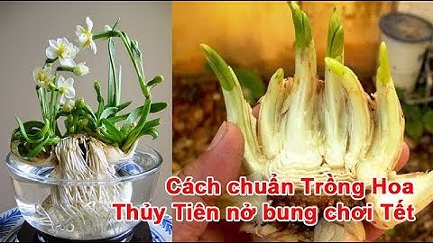 Cách chuẩn Trồng Hoa Thủy Tiên nở bung chơi Tết