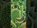 #plants#plantslover#💚💚💚💚🌵🌵🌵🌵