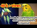 lovebirds caring |for Beginners |malayalam |