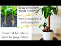 How to propagate Dracaena.100% successful and easy.Water & soil rooting of Lemon Lime & Massangeana.