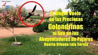 Alegre Vuelo de Preciosas Golondrinas al Son de los Ahuyentadores Pájaros Huerto Urbano Luis Servia