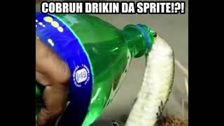 yooo cobruh do be drinkin da sprite tho