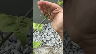 White Brinjal pollination #pollination #viralplzz #garden #gardeningideas #gardeningtips #yt #garden