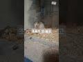 #뽀유뿌님음원#뽀유뿌#떡상#떡락#떡상해보자!  시간이 없어서 별로 못 함