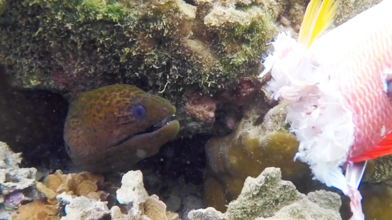 FEEDING MORAY EEL YouTube