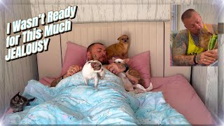 Raising 4 Jealous Chihuahuas | Our Daily Routine