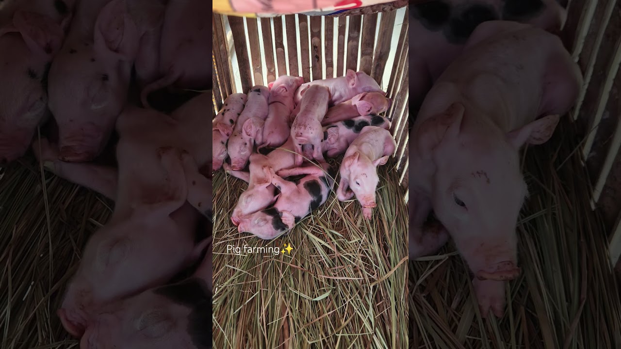 Nakapanganak na din c mama pig 