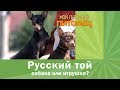 Русский той. Как воспитать собаку