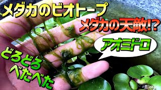 メダカビオトープ アオミドロの対策と予防 涼しく生きる スズイキ