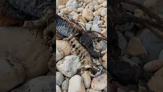 My son and I found a 4ft carcass washed up in Weymouth, England. Any ideas? #dorset #england