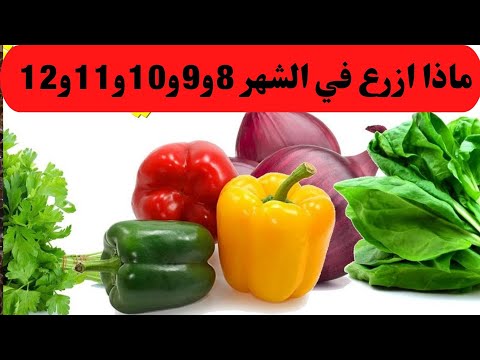 فيديو: تزايد خضر الخريف: متى تزرع أوراق الخضر الورقية