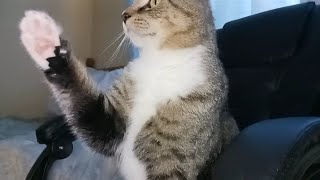 1 minute of an adorable cat...