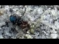 Harsh insect life