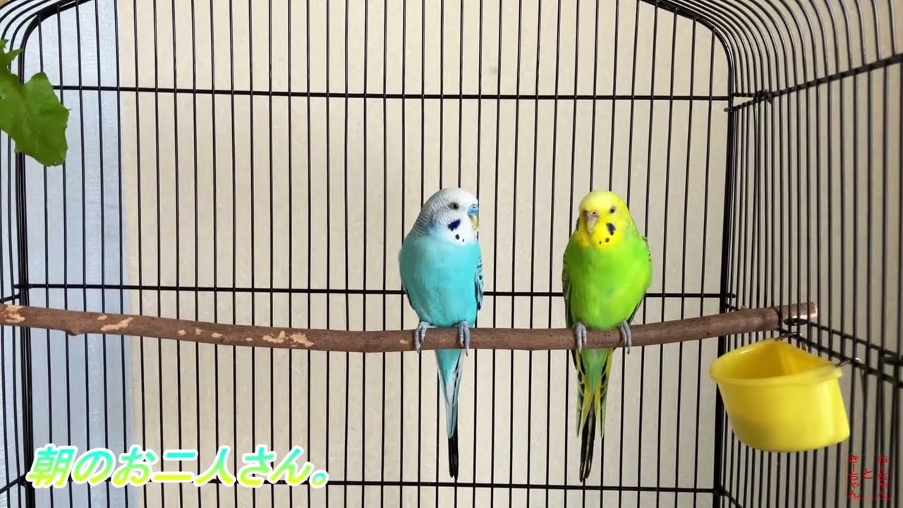 我が家のインコ　おーちゃんときーちゃん(178)　カメラを向いた可愛いインコ。