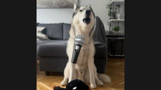 See This Pup's MindBlowing Singing Talent!