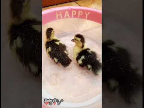 شغلني عندك يا كريم إعمل الخير تجده الرفق بالحيوان 