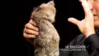 Uteruik Super Robbie - Raton Laveur Magique En Peluche - Jouet De Scène Interactif - Tours De Magie Et Illusions Pour Fête