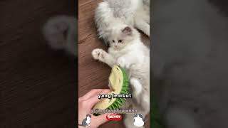 4 BARANG KESUKAAN KUCING