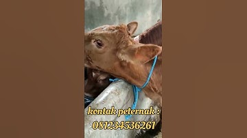 PEDET BETINA UMUR 5 BULAN MURAH‼️ #sapi #sapiqurban #sapisuper #shorts #viral #video #shortvideo