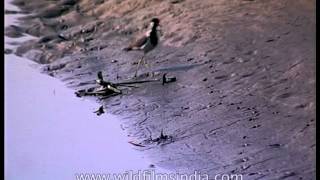 Red-wattled Lapwing by river-bank in Kaziranga Red-wattled Lapwing by river-bank in Kaziranga