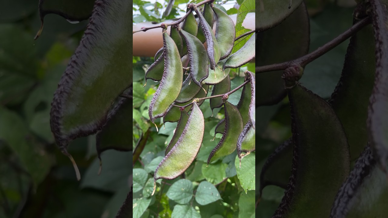 My favourite hyacinth beans 🫘 
