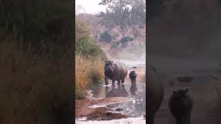 Hippo Mother Walking With Her Baby.