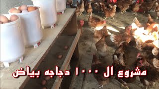 مشروع دواجن صغير ١٠٠٠ دجاجه بياضه