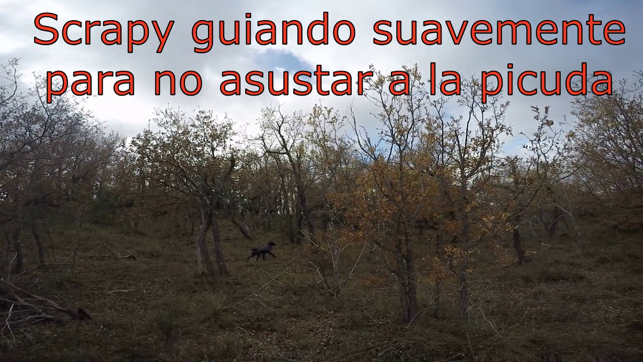 Cazando becadas con Bretones 8-12-18 GUIA DE PUNTILLAS