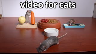 Cat TVrat video for cats and dogs