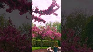 Toronto spring 🌸🌺🌸 #shorts #short #spring #torontotourism