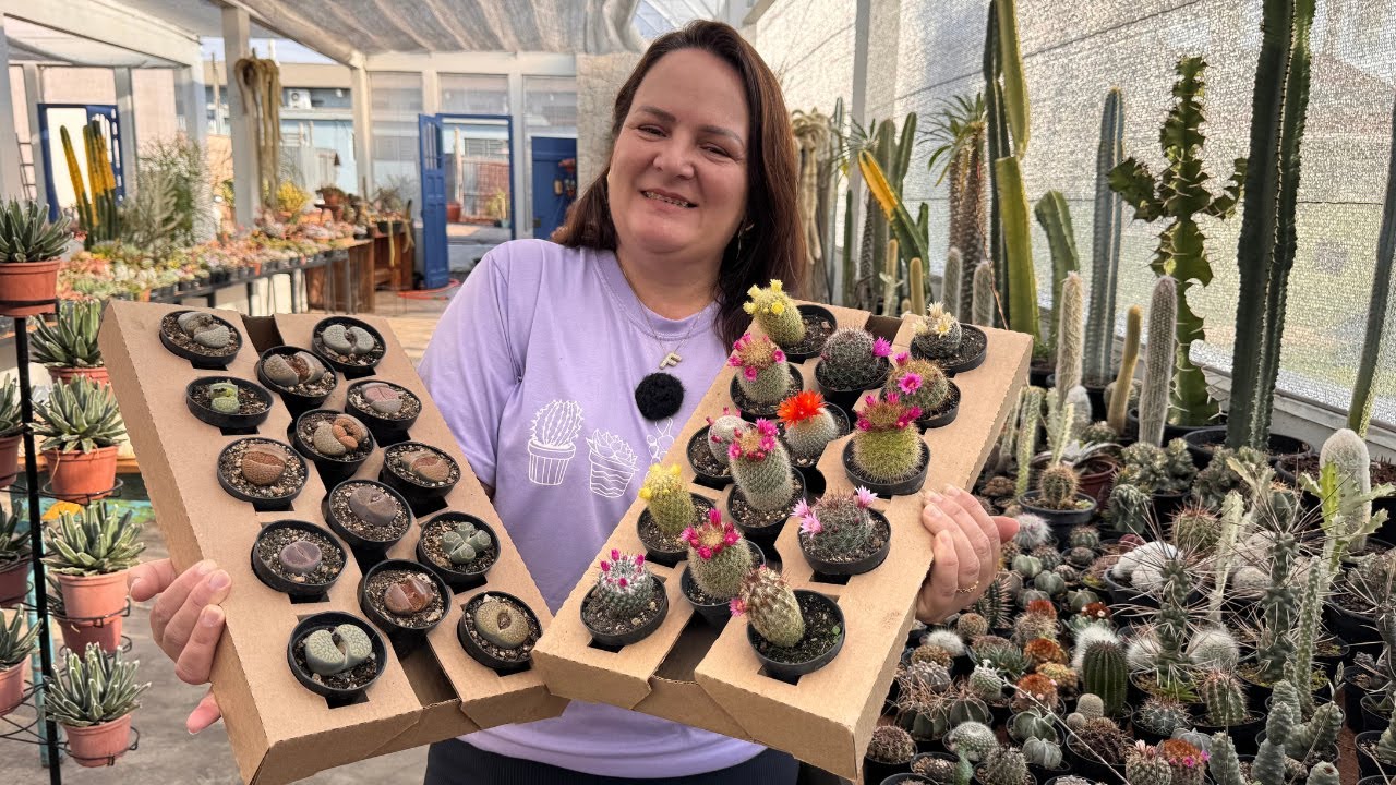 Como cuidar das suculentas assim que chegam na sua casa