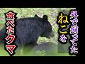 【ネコ襲う】秋田の猟師、武藤さんの苦悩と挑戦