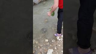 Shabran Cayi Seyid Rovsen