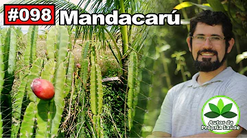 Qual são os benefícios do mandacaru?