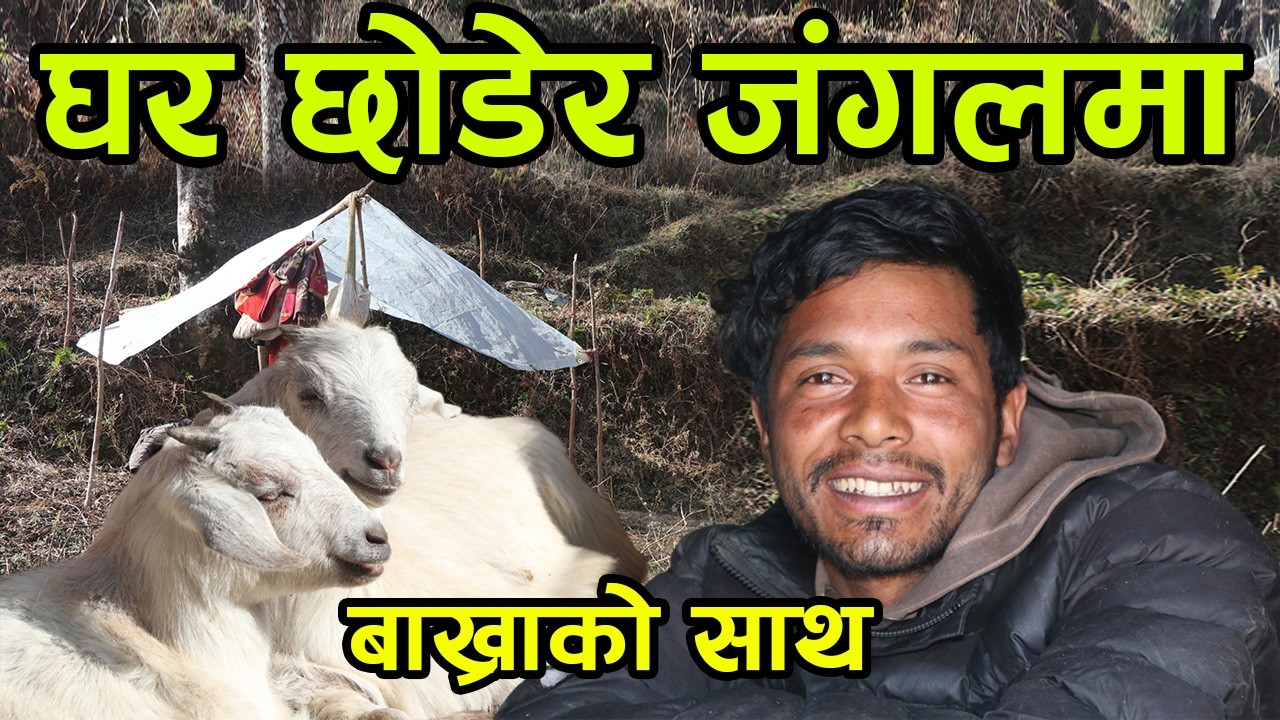 घर छोडेर जंगल पस्नुभएका युवा भन्छन्, 'जंगलमा बाख्राको साथ मिलेको छ' ||kiranpaudel
