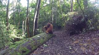 Orangutan in Bukit Lawang Jungle (Indonesia)