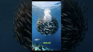 Fakta Unik Ikan Hering!? #shorts