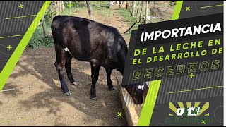 Importancia de la leche en el desarrollo de las crías