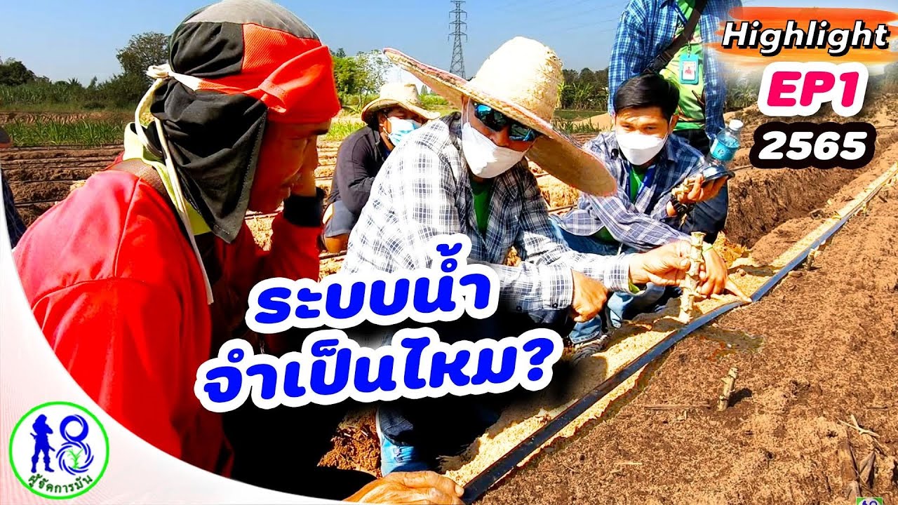 🔥เก็บตกการปลูกมัน น้ำหยด! EP.1 (HIGHLIGHT) ทำไมต้องวางระบบน้ำก่อนปลูกมัน ผู้จัดการมัน 2565