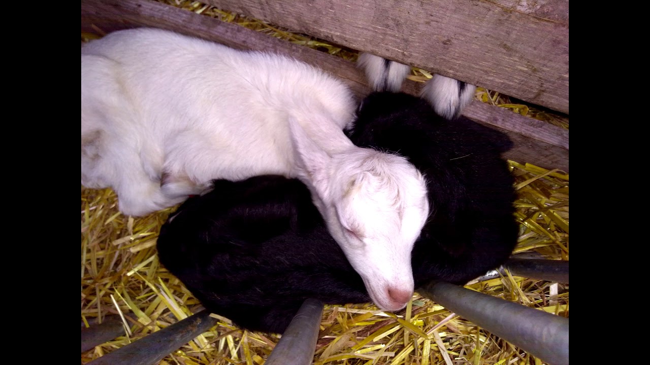 Les Chevrettes ... !