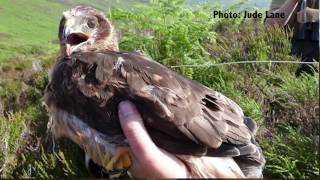 The Real Price of Grouse: Raptor Persecution