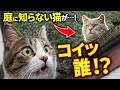 家に知らない野良猫が来た日…うちの猫たちの反応が予想外すぎた😳