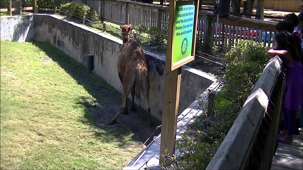 Sir Gus the camel taking a bathroom break Central Florida Zoo Sanford