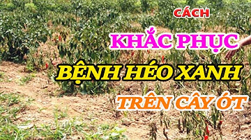 CÁCH KHẮC PHỤC BỆNH HÉO XANH TRÊN CÂY ỚT