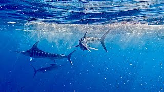 Epic Marlin Hunt Off Mexico’s Coast | Underwater Chase | Sean Of The Sea 🌊